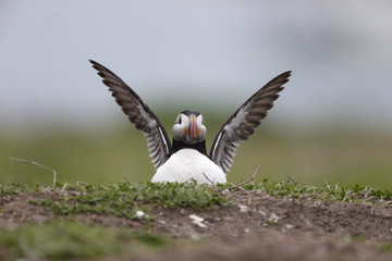 Puffin, Fratercula arctica