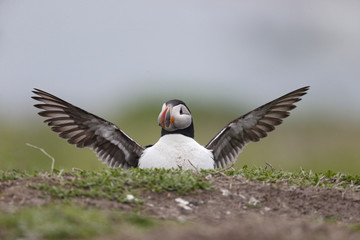 Puffin, Fratercula arctica