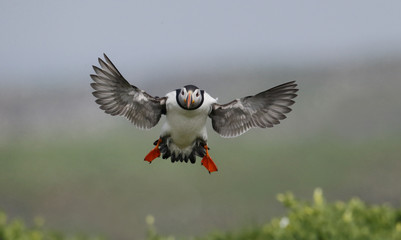 Puffin, Fratercula arctica