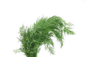 Fresh dill herb.