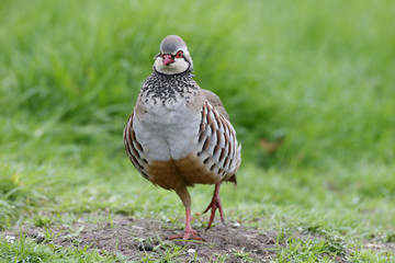 Red-legged partridge, Alectoris rufa