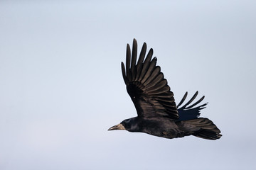 Rook, Corvus frugilegus