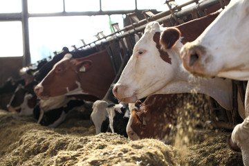 cows farm