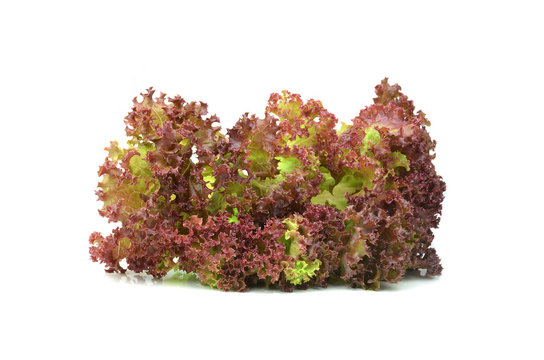 fresh red lettuce leaves isolated on white