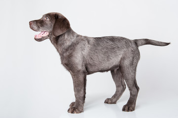 Puppy labrador retriever studio portrait on white background.