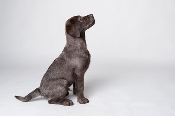 Puppy labrador retriever studio portrait on white background.