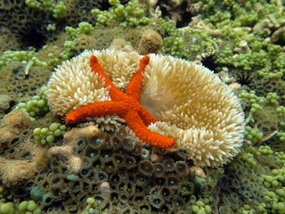 Underwater comet sea star on a sun anemone
