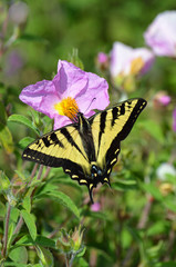 Black and yellow swallowtail butterfly