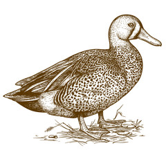 vector engraving duck on white background