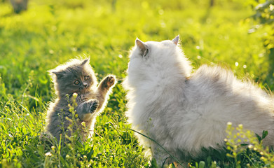 two cats on the grass