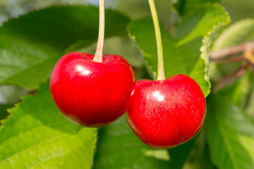 ripe cherry on a background of leaves