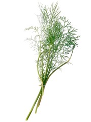 bunch of green dill