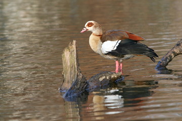 Nilgans im Wasser