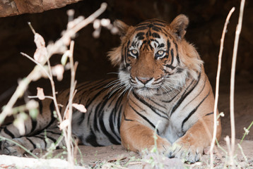 male Bengal tiger lying in a cave - national park ranthambore