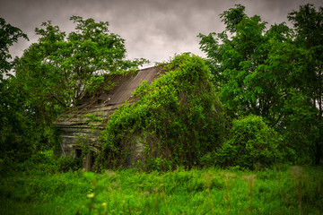 Old, Abandoned, Derelict, Ivy Covered Cabin