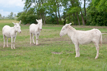 three white donkeys on the pasture