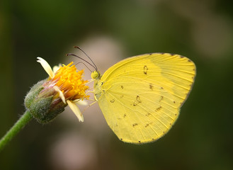 yellow Butterfly on  flower