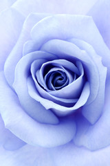 Obraz na płótnie Canvas soft blue rose, close up