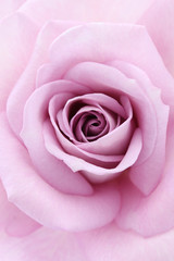 soft violet rose, close up