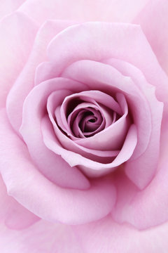 Violet Rose