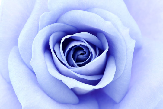 soft blue rose, close up