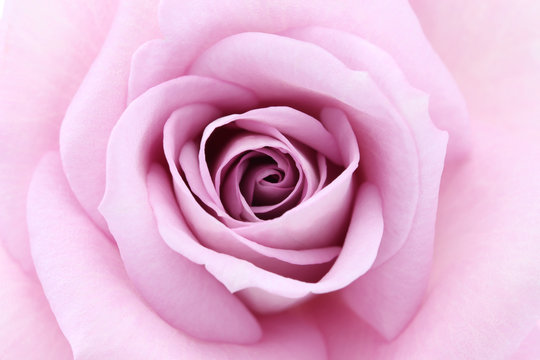 soft violet rose, close up