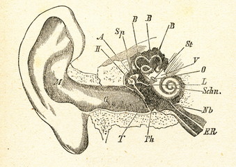 Anatomy of the human ear