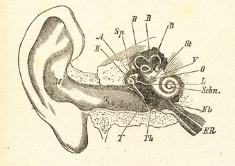 Anatomy of the human ear - obrazy, fototapety, plakaty