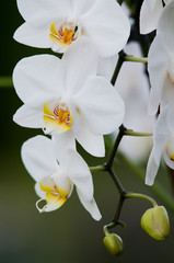 Obraz premium white orchid