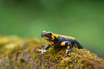Feuersalamander, Fire salamander, Salamandra salamandra