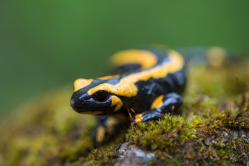 Feuersalamander, Fire salamander, Salamandra salamandra