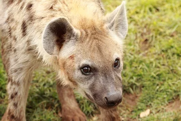 Tuinposter hyena © erllre