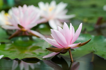 lotus flower background