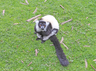 Naklejka premium Parc des félins