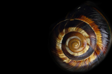 Spiral snail shell on black background