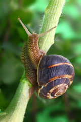 Common snail crawling on plant in garden © viperagp