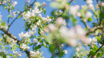 White apple tree blossoms before light blue sky close up