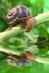 Snail crawling on plant with water and reflection