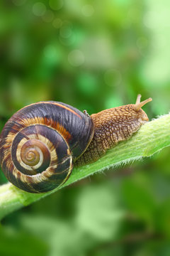 Common snail crawling on plant in garden