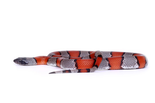 picture of a false coral snake