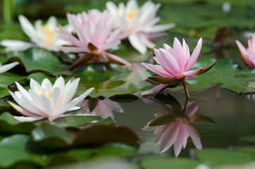 Fototapeta premium lotus flower background