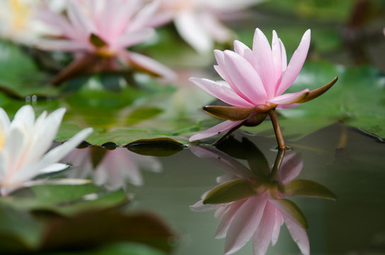 Fototapeta lotus flower background