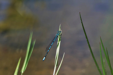 Blue dragon fly