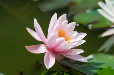 lotus flower background