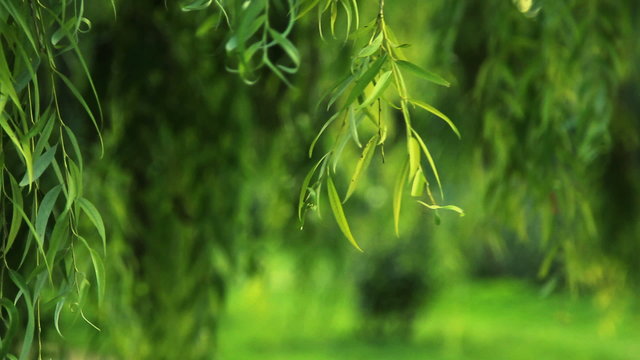 Branches of the weeping willow close-up