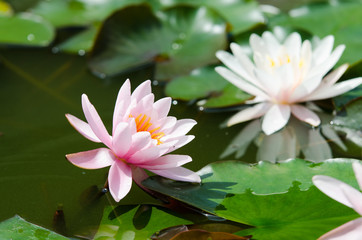 lotus flower background