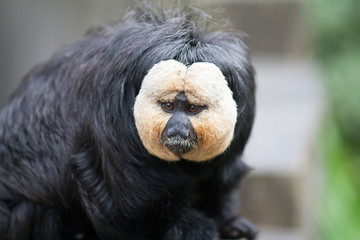 Saki à face blanche - Pithecia pithecia - en gros plan