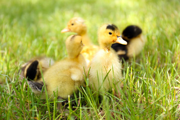 Little cute ducklings on green grass, outdoors