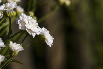 white blossoms