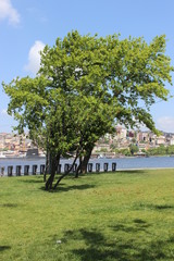 Summer Tree